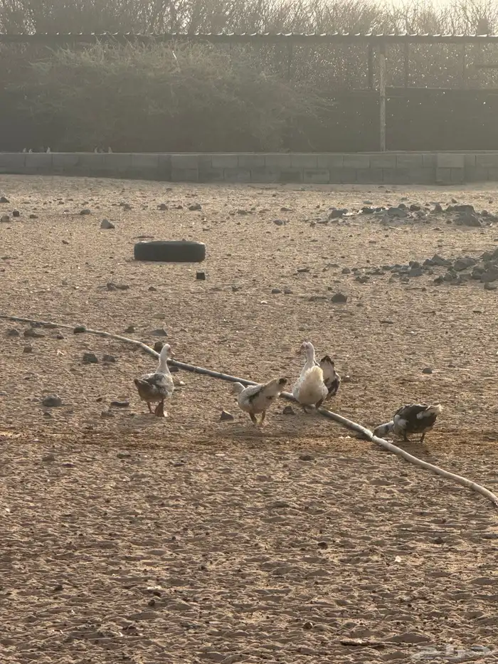 طيور وز عراقي وبط سوداني 1
