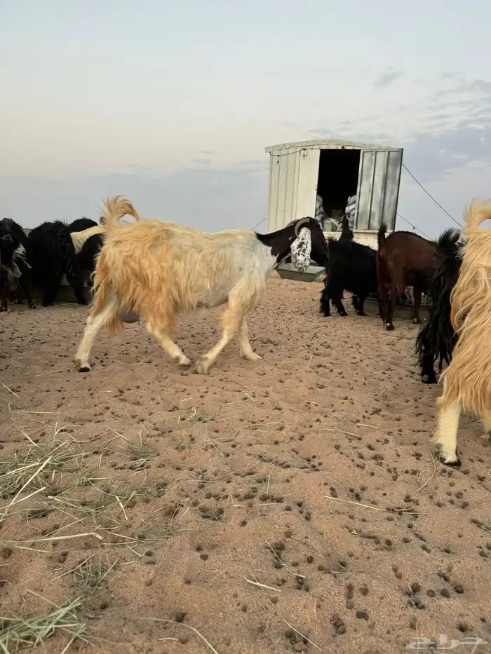 لبيع معزا مراح العدد 65 معها 9 بهم والباقي مضاريع وصح شرط 1