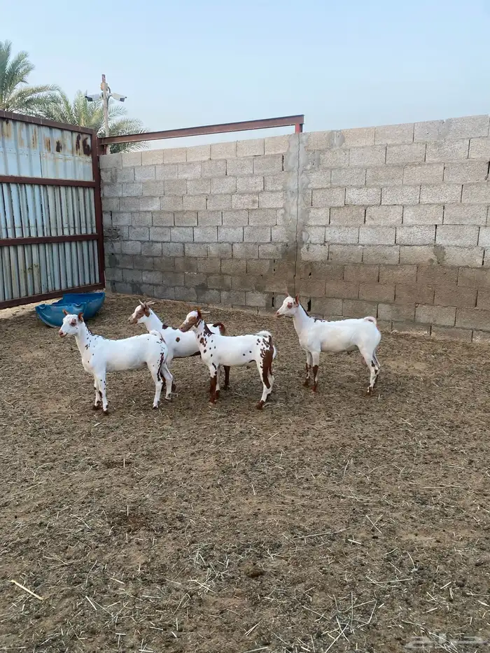 تيوس ذبايح 6