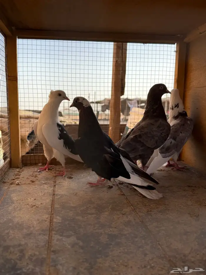 حمام قطايف 1