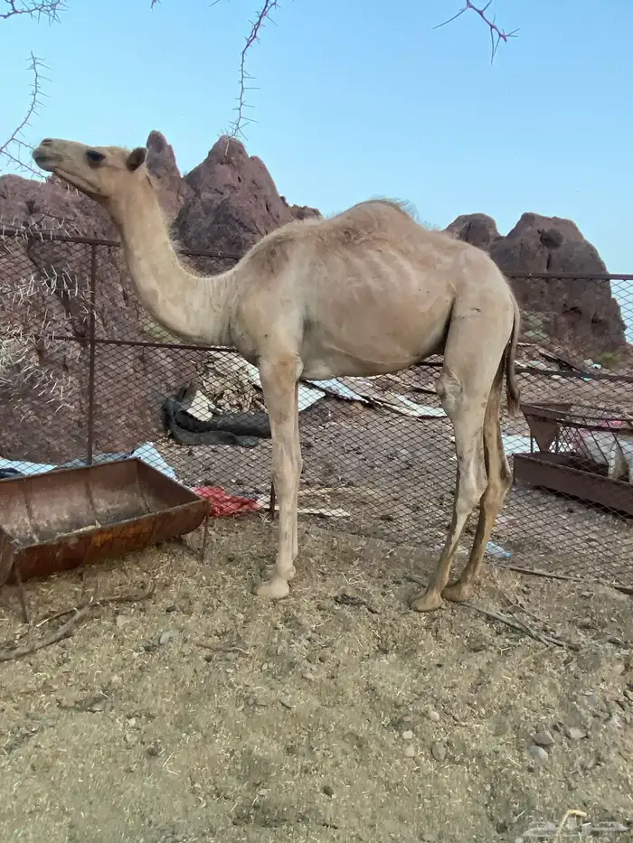 قعود اصيل صافي فيه 8 أسوم وصل10 مع أشهاده الأب اصيل 4