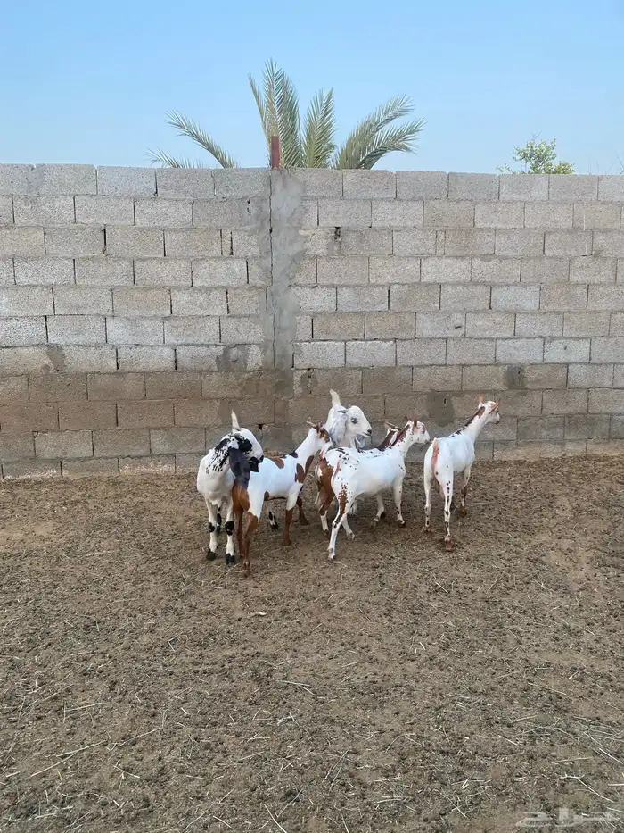تيوس ذبايح 2