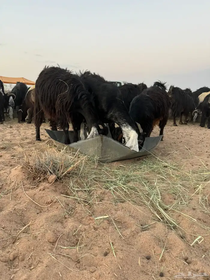 لبيع معزا مراح العدد 65 معها 9 بهم والباقي مضاريع وصح شرط 3