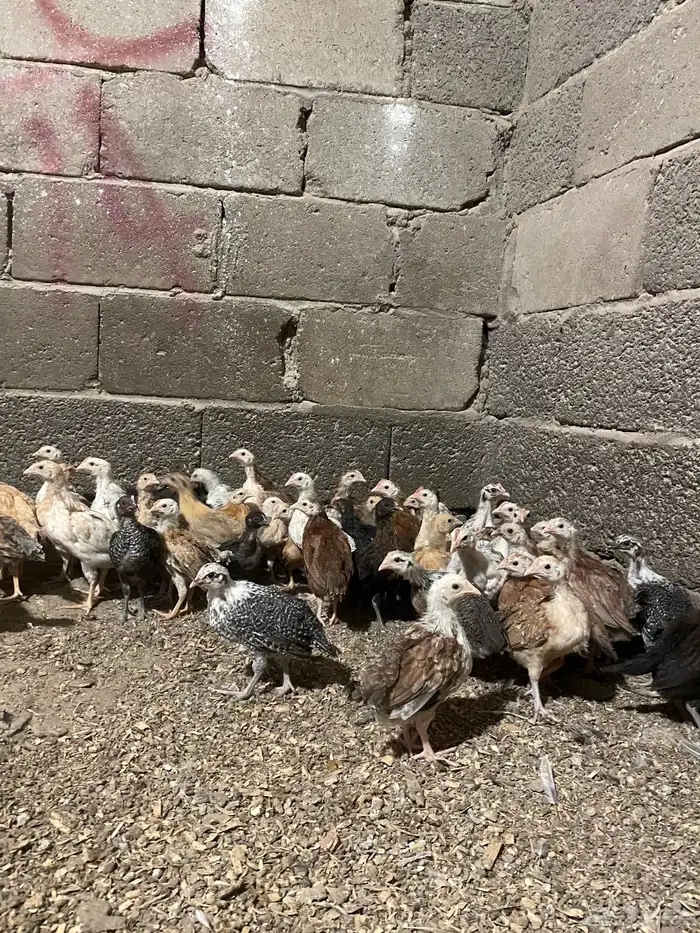 صوص بلدي 1