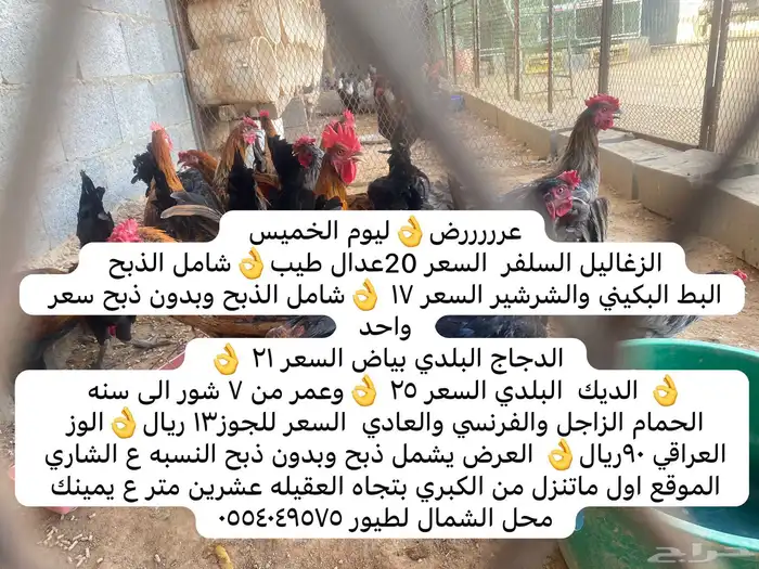 عروض طيبه على الزغاليل والبط والديكه والدجاج 0