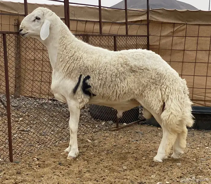 مشاريع فحول حريه صنف الصنف ضغط عالي 6