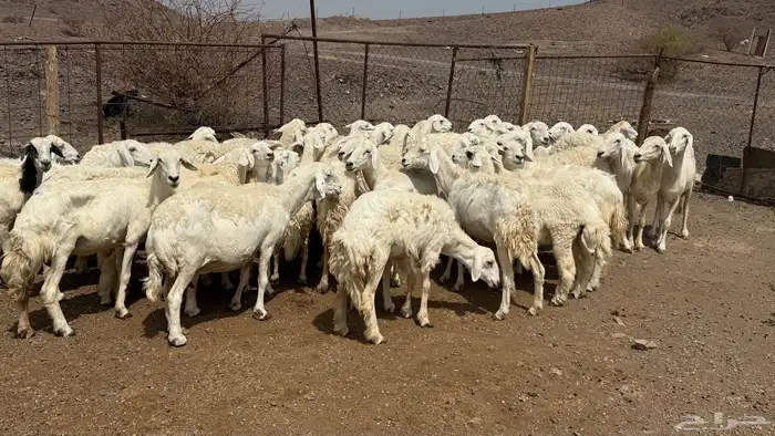 ضان حريات مرااح 9