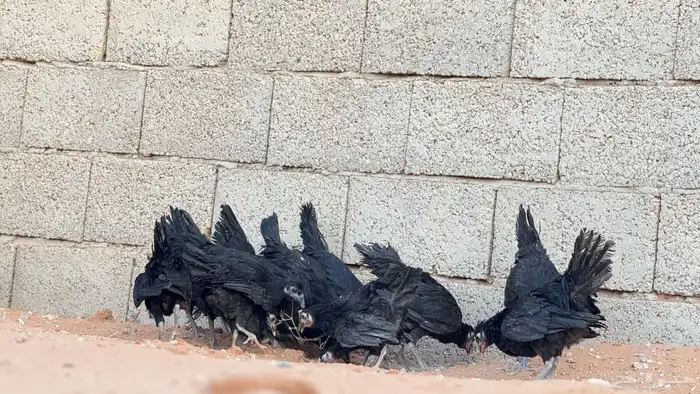 دجاج بلدي اسود ملكي 2