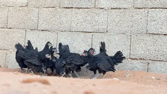 دجاج بلدي اسود ملكي 1