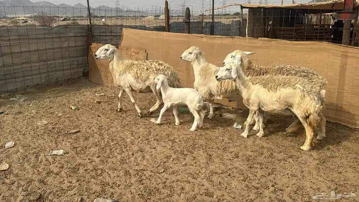 للبيع ضان حرش 4 روس بي الفحل معها 1 1