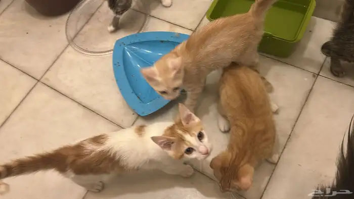 قطط للتبني 0