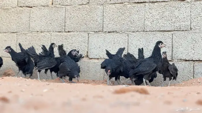 دجاج بلدي اسود ملكي 3