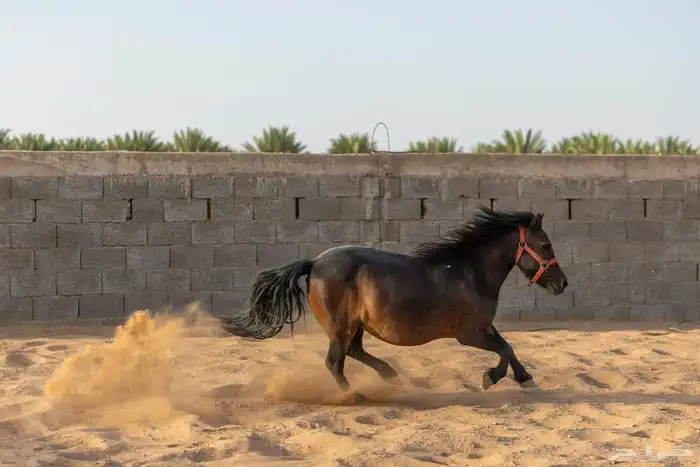 حصان وفرس ومهر سيسي 26
