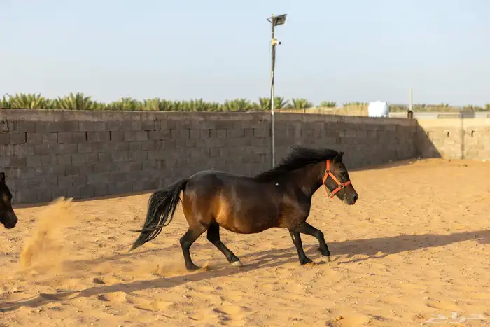 حصان وفرس ومهر سيسي 24