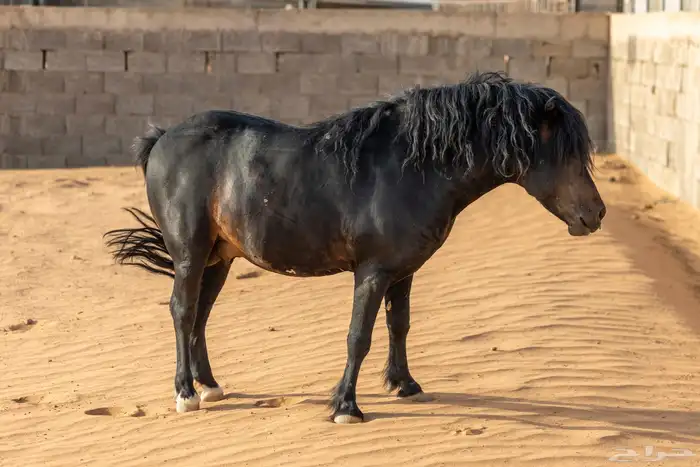 حصان وفرس ومهر سيسي 41