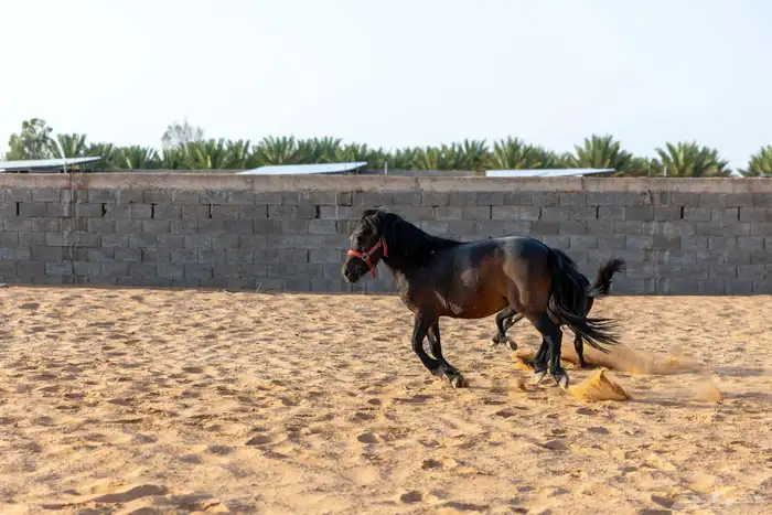 حصان وفرس ومهر سيسي 17