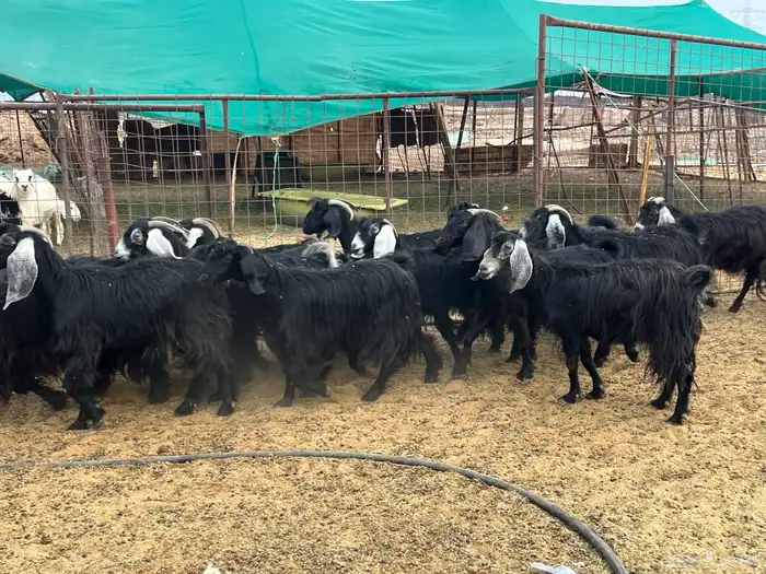 مراح معزاء طيبات العدد 74 (تم البيع) 17