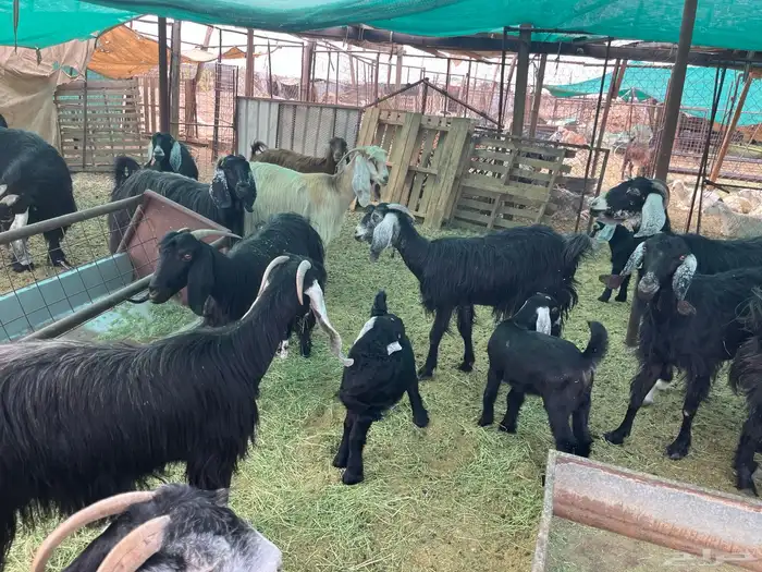 مراح معزاء طيبات العدد 74 (تم البيع) 11