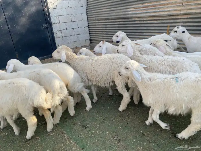 بهم حري طيب 13
