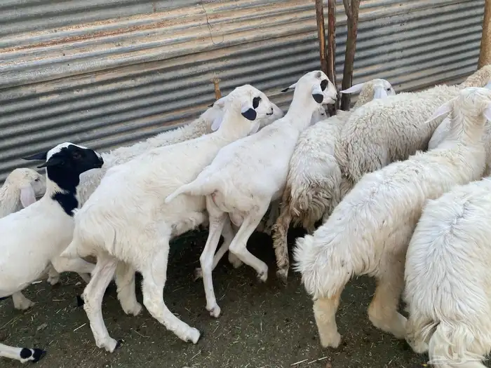 بهم حري طيب 25