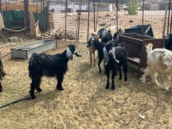 مراح معزاء طيبات العدد 74 (تم البيع) 8