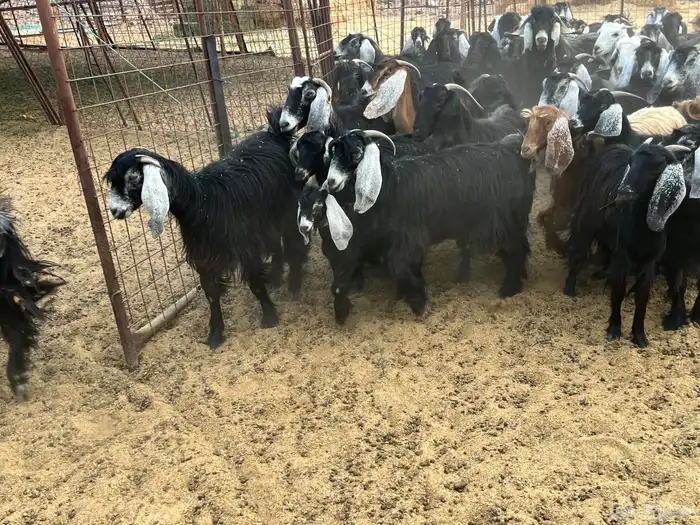 مراح معزاء طيبات العدد 74 (تم البيع) 10