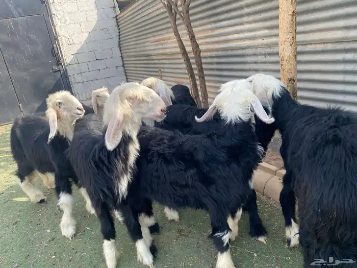 رخال نجد فاخر 22