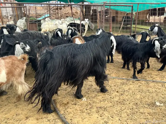 مراح معزاء طيبات العدد 74 (تم البيع) 19