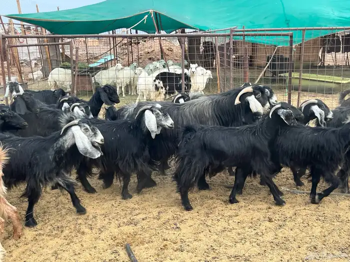 مراح معزاء طيبات العدد 74 (تم البيع) 16