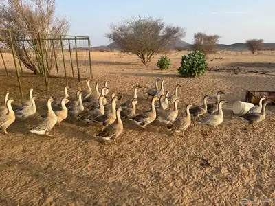 طيور وز عراقي وبط سوداني index