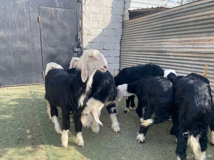 رخال نجد فاخر 3