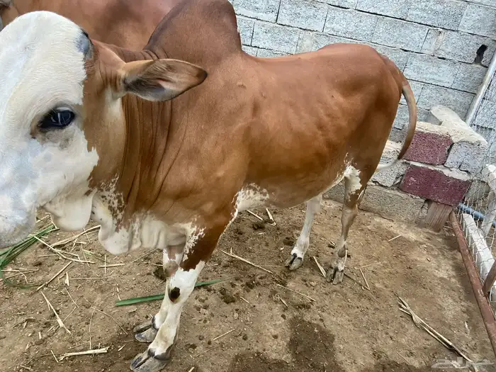 حسيل او مشروع فحل 0