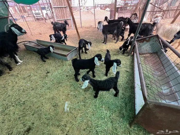 مراح معزاء طيبات العدد 74 (تم البيع) 12