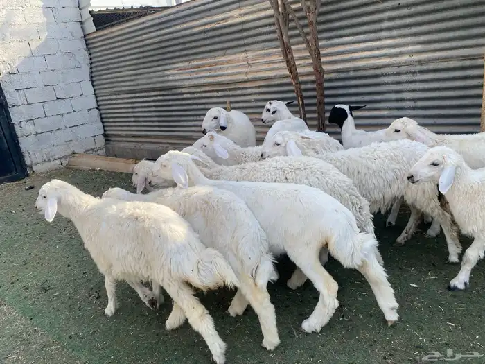 بهم حري طيب 15