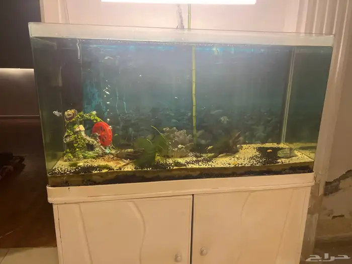 حوض سمك نهري 1