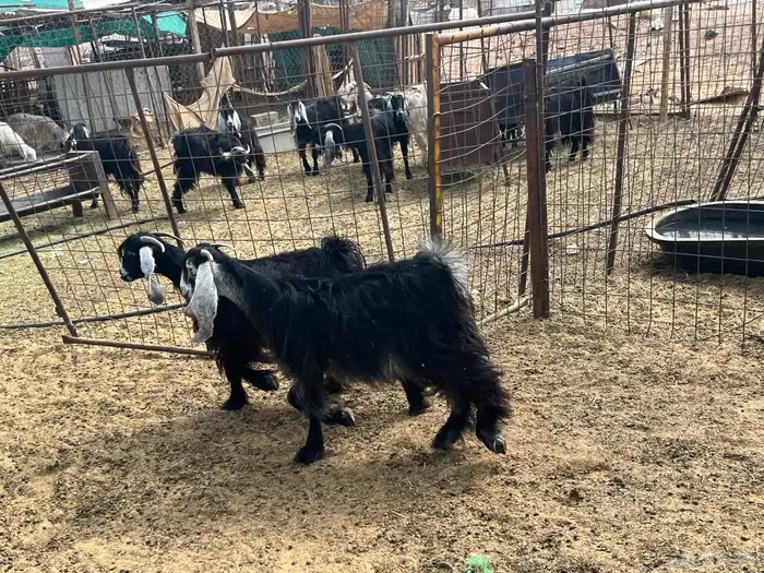 مراح معزاء طيبات العدد 74 (تم البيع) 5