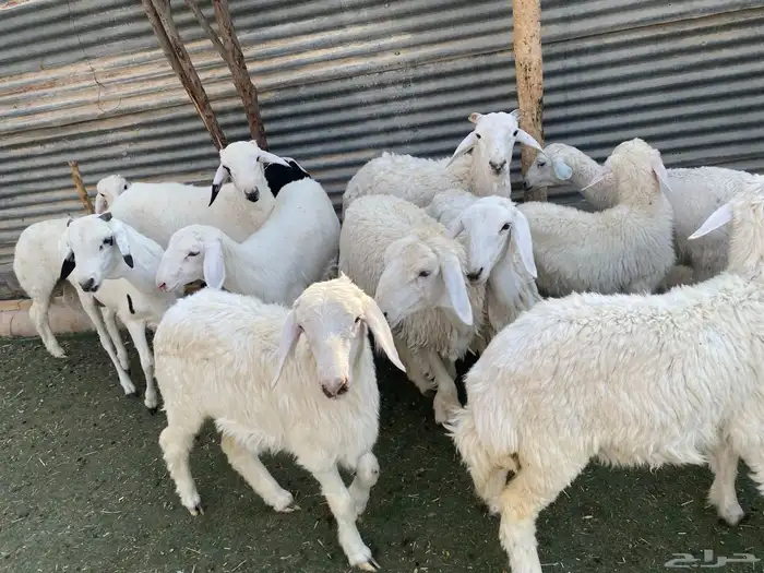 بهم حري طيب 22