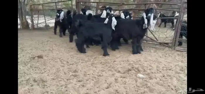 للبيع 9 جفار عوارض صنف بفحلها 1