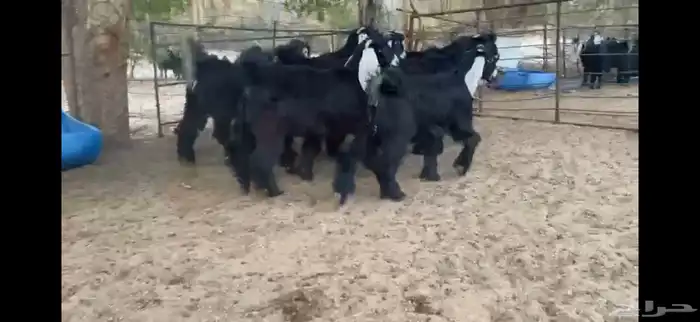 للبيع 9 جفار عوارض صنف بفحلها 6