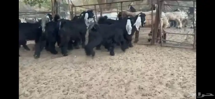 للبيع 9 جفار عوارض صنف بفحلها 12