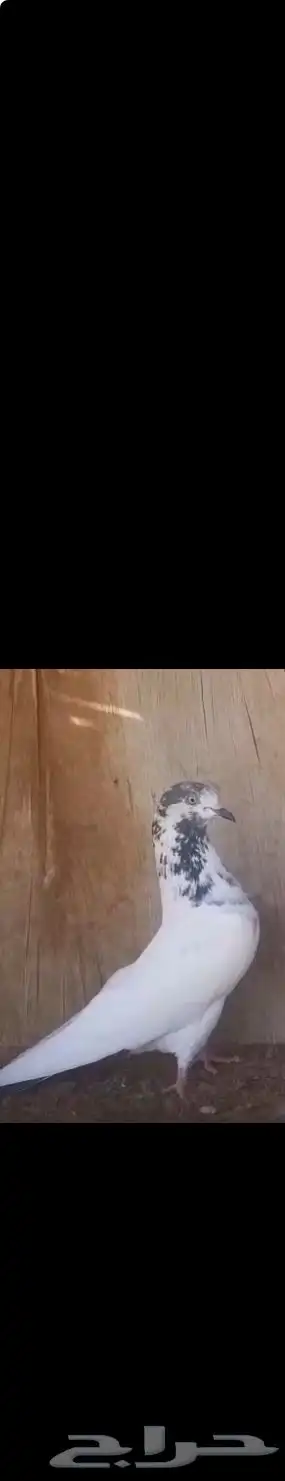 انث علي ولا 0