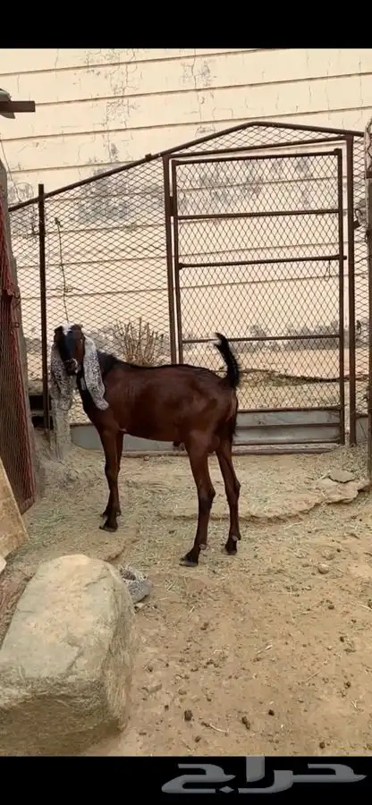 تيس فحل صنف 6