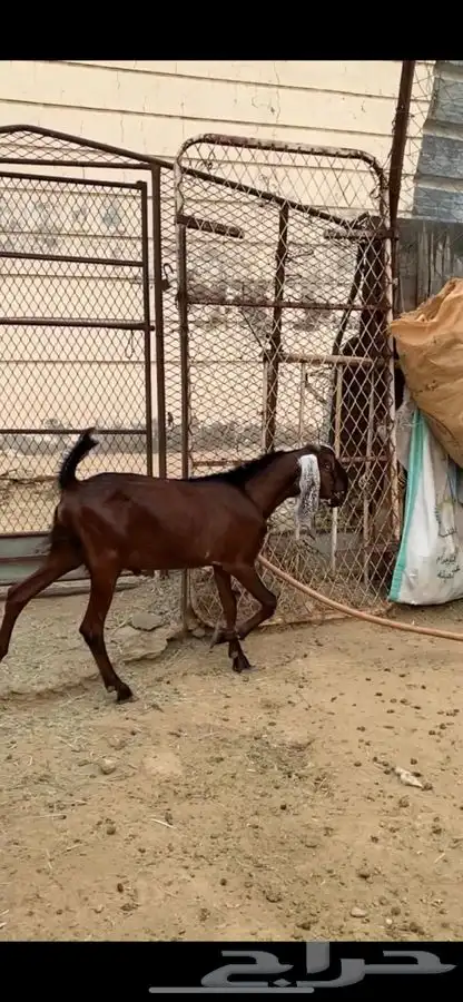 تيس فحل صنف 2