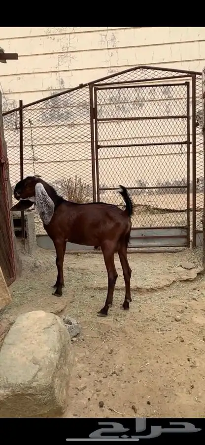 تيس فحل صنف 5