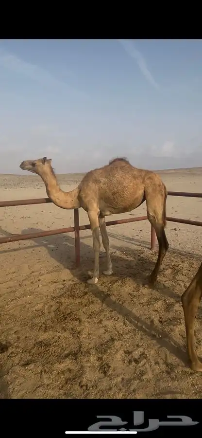 بكرة للبيع 1