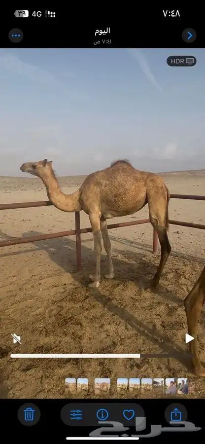 بكرة للبيع 0