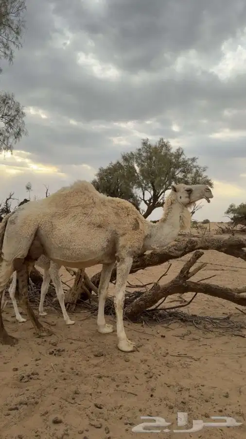 خلفه وضحى مصغر تحتها بكرة 0