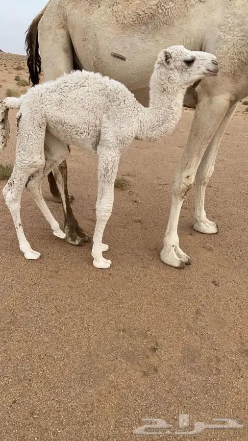 بعير فحل اوضح كفو عوني 2