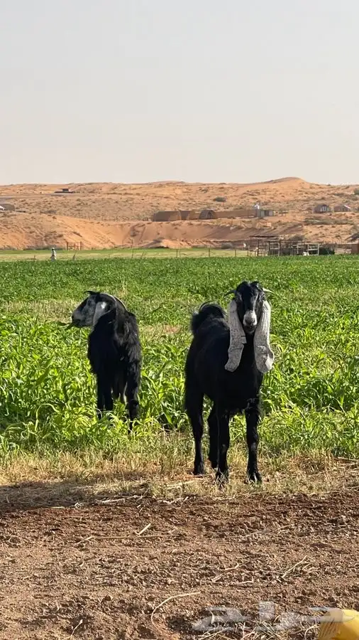 معزا عارضيات 3