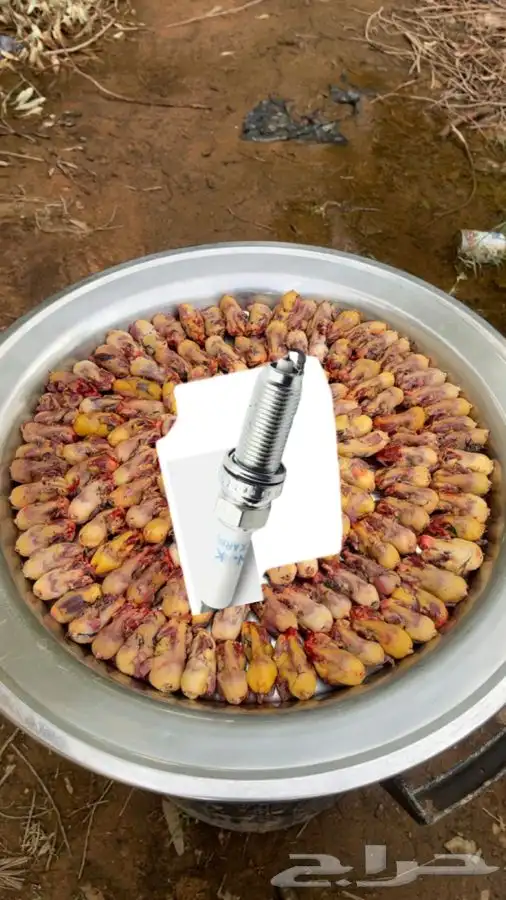 للبيع دخل منتوف جاهز محلي صيد السنه طازج 1